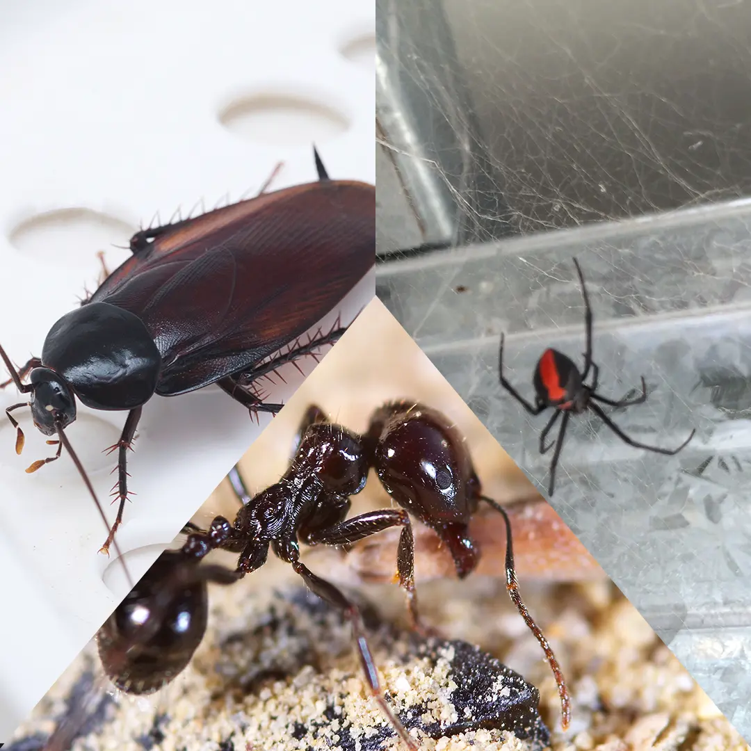 Intelligel Pest Control Service